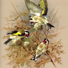 Схема вышивки «птицы»