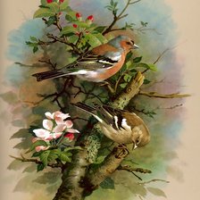 Схема вышивки «птицы»