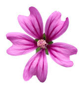 Схема вышивки «цветок»