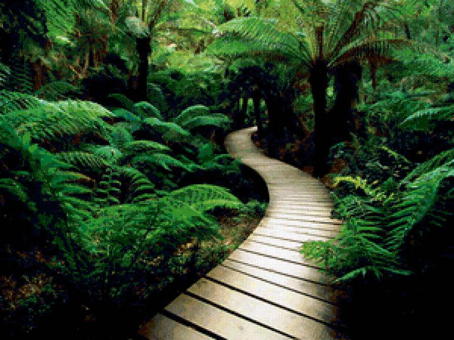 дорога в джунгли - тайна, природа, джунгли, дорога - предпросмотр