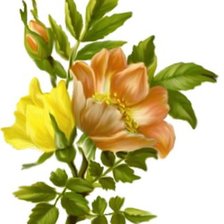 Схема вышивки «и это тоже роза»