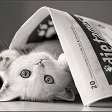 Схема вышивки «кошка»