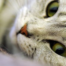 Схема вышивки «кошка»