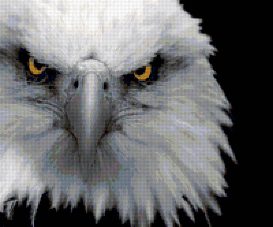 Орел - орел, птица - предпросмотр