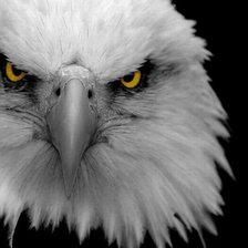 Схема вышивки «Орел»