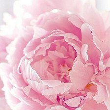 Схема вышивки «Розовый пион»