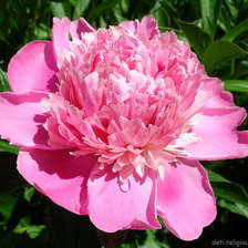 Схема вышивки «Розовый пион»