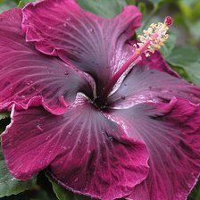 Схема вышивки «гибискус»