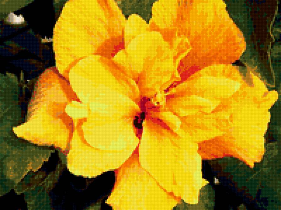 гибискус - цветы, домашние цветы - предпросмотр