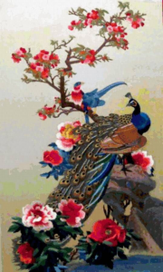 павлины - предпросмотр