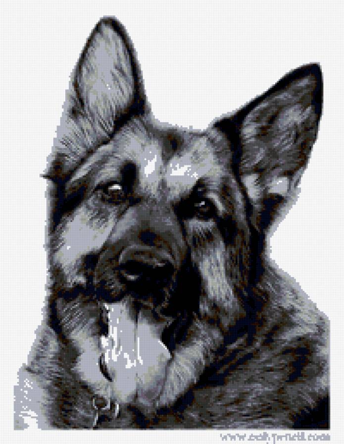 собака 3 - собака - предпросмотр