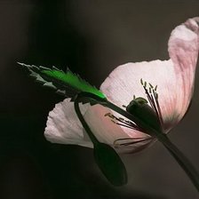 Схема вышивки «Мак»