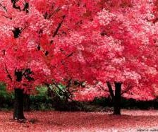 Схема вышивки «№303308»