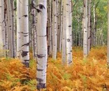 Схема вышивки «№303315»