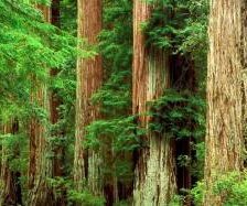 Схема вышивки «№303319»