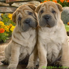 Схема вышивки «щенки»