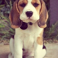 Схема вышивки «щенок»