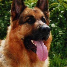 Схема вышивки «немецкая овчарка»