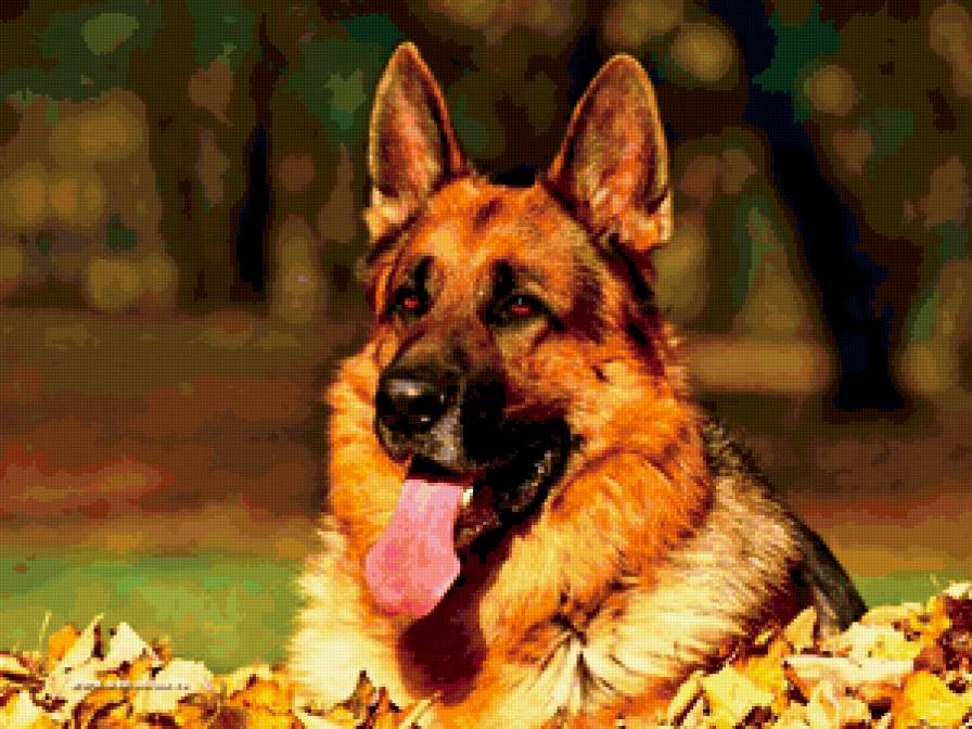 немецкая овчарка 2 - собака - предпросмотр