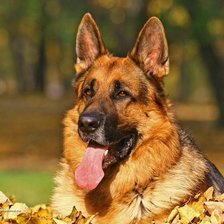 немецкая овчарка 2