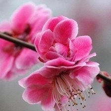 Схема вышивки «весенний цветок»