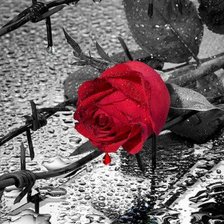 Схема вышивки «роза»