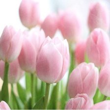 Схема вышивки «тюльп»