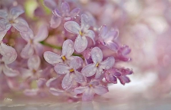 №303931 - оригинал