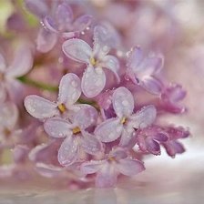 Схема вышивки «№303931»