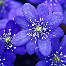 Схема вышивки «№303989»