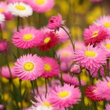 Схема вышивки «8132111»