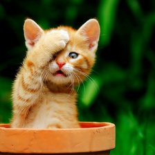 Схема вышивки «56»