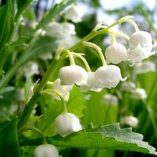 Схема вышивки «№304013»