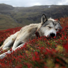 Схема вышивки «№304018»