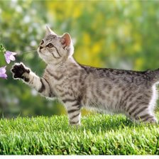 Схема вышивки «№304021»