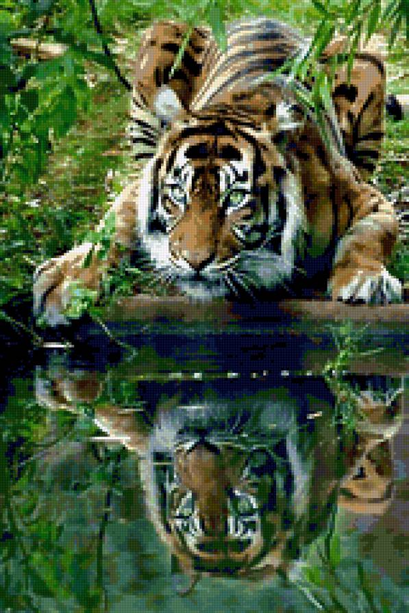 отражение - дикие кошки, тигры - предпросмотр