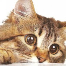 Схема вышивки «кот»