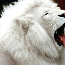 Схема вышивки «лев альбинос»