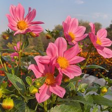 Схема вышивки «розовое вдохновение»