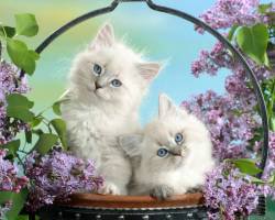 №304274 - оригинал