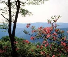 Схема вышивки «№304314»