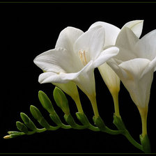 Схема вышивки «цветы»