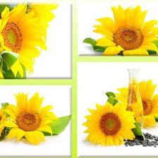 Схема вышивки «Полиптих Подсолнухи»