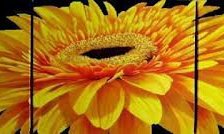 Триптих Гербера