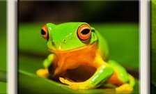 Триптих Лягушки