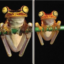 Схема вышивки «Диптих Две лягухи»