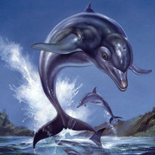 дельфин