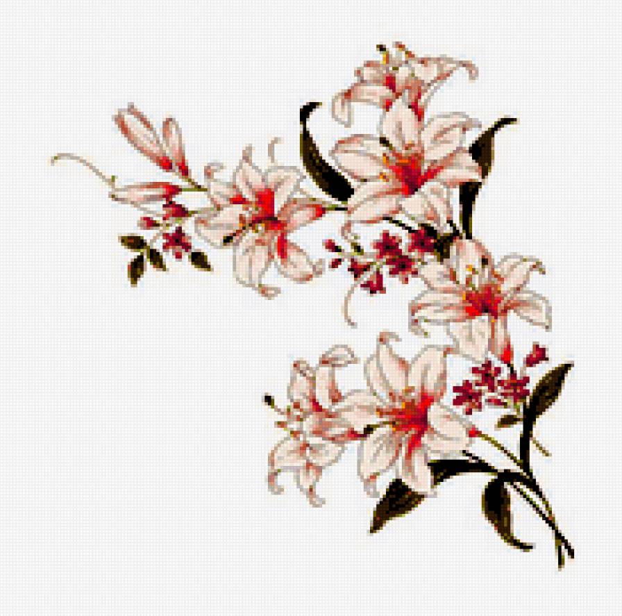 лилия - лилия - предпросмотр