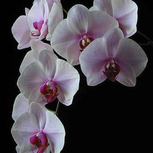 Схема вышивки «ОРХИДЕИ»