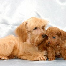 Схема вышивки «СОБАЧКИ»